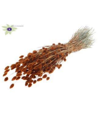 QC Terracotta-coloured dried Canary Grass | Phalaris dry flowers | Length 60 centimetres | Per 6 bunches