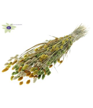 QC Gedroogd Kanariegras gemengde zomerkleuren | Phalaris droogbloemen | Lengte 60 centimeter | Per 6 bossen