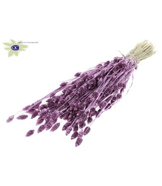 QC Metaalkleurig roze gedroogd Kanariegras met glitters | Phalaris droogbloemen | Lengte 60 centimeter | Per 6 bossen