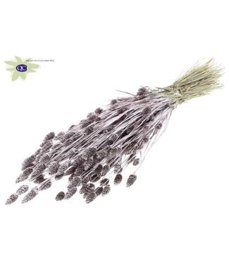 QC Champagne-coloured dried Canary Grass with glitter | Phalaris dried flowers | Length 60 centimetres | Per 6 bunches