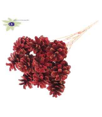 QC Mixed colours red pine cones side plugs on stick | Diameter 5 - 7 centimetres | Per 50 pieces