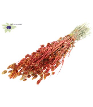 QC Gedroogd Kanariegras gemengde kleuren rood | Phalaris droogbloemen | Lengte 60 centimeter | Per 6 bossen