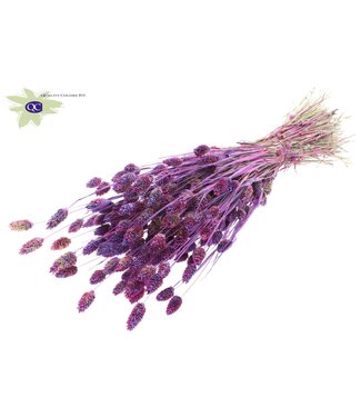 QC Dried canary grass mixed milkweed | Phalaris dry flowers | Length 60 centimetres | Per 6 bunches