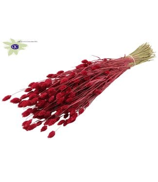 QC Cherry-coloured dried canary grass | Phalaris dry flowers | Length 60 centimetres | Per 6 bunches