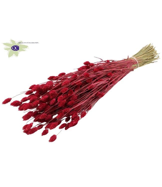 Cherry-coloured dried Canary Grass | Phalaris dried flowers | Length 60 centimetres | Order per 6 bunches