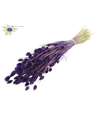 QC Purple dried canary grass | Phalaris dry flowers | Length 60 centimetres | Per 20 bunches