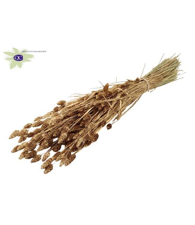 Antique golden dried Canary Grass | Phalaris dried flowers | Length 60 centimetres | Order per 6 bunches