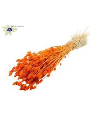 QC Intense orange dried Canary Grass | Phalaris dry flowers | Length 60 centimetres | Per 6 bunches