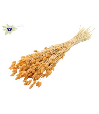 QC Intense salmon-coloured dried Canary Grass | Phalaris dry flowers | Length 60 centimetres | Per 6 bunches