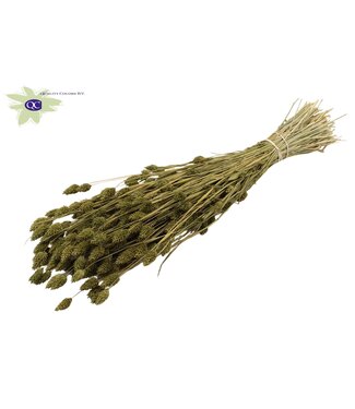 QC Olive-coloured dried canary grass | Phalaris dry flowers | Length 60 centimetres | Per 20 bunches