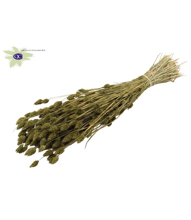 Olive-coloured dried canary grass | Phalaris dry flowers | Length 60 centimetres | Order per 20 bunches