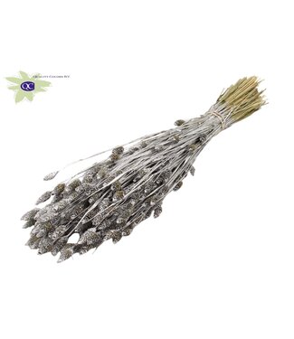 QC Silver dried Canary grass | Phalaris dry flowers | Length 60 centimetres | Per 20 bunches