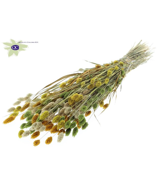 Gedroogd Kanariegras gemengde kleuren Pasen | Phalaris droogbloemen | Lengte 60 centimeter | Per 6 bossen te bestellen