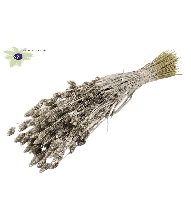 Platinum-coloured dried Canary Grass | Phalaris dry flowers | Length 60 centimetres | Order per 6 bunches