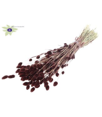 QC Bruin gedroogd Kanariegras | Phalaris droogbloemen | Lengte 60 centimeter | Per 6 bossen