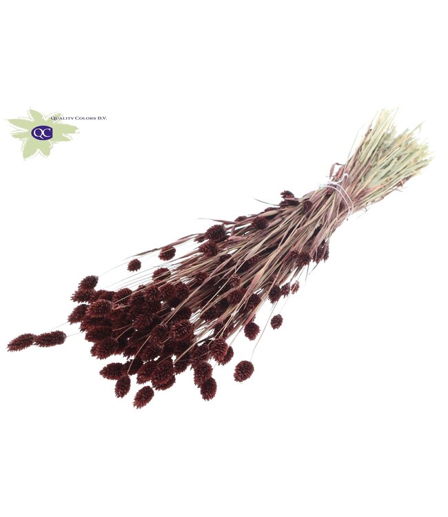 Brown dried canary grass | Phalaris dry flowers | Length 60 centimetres | Order per 6 bunches