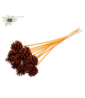 QC Orange pine cones bee lighters on stick | Diameter 5 - 7 centimetres | Per 50 pieces