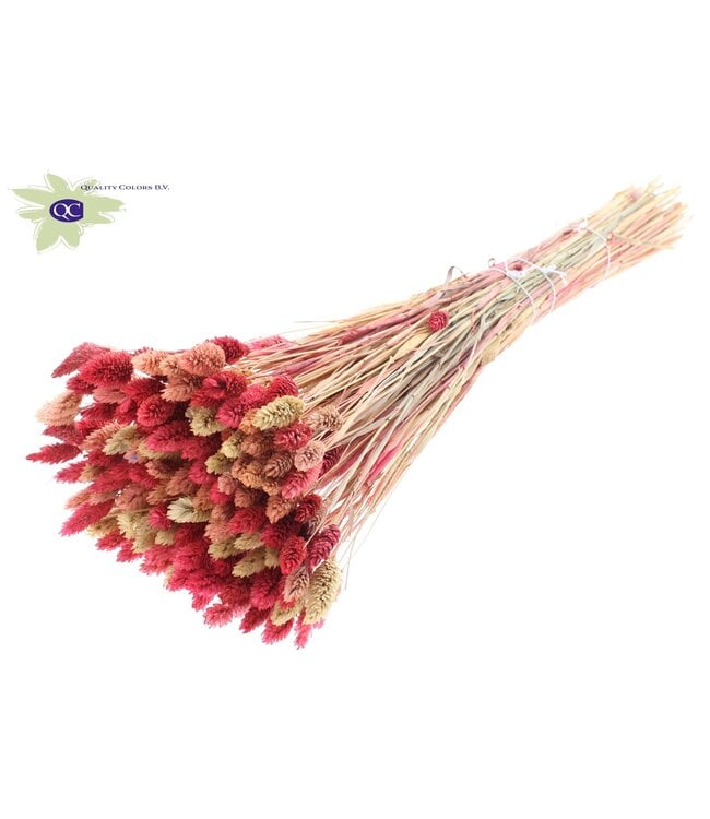 Bleached dried Canary Grass mixed colours | Phalaris dried flowers | Length 60 centimetres | Order per 6 bunches