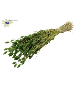 QC Light green dried canary grass | Phalaris dry flowers | Length 60 centimetres | Per 6 bunches