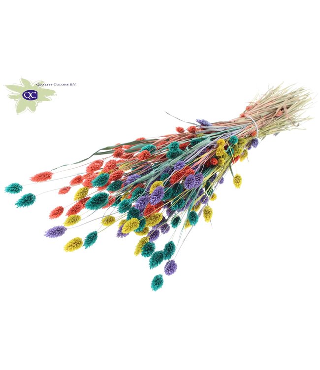 Getrocknetes Kanariengras gemischte Farben V | Phalaris Trockenblumen | Länge 60 Zentimeter | Bestellung pro 6 Sträuße