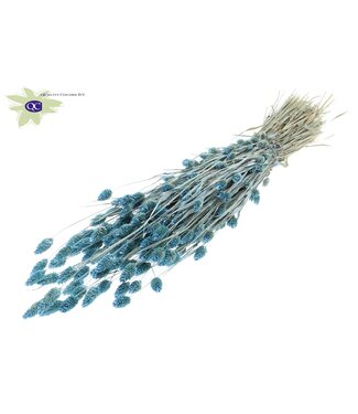 QC Pearl light blue dried Canary Grass | Phalaris dry flowers | Length 60 centimetres | Per 6 bunches