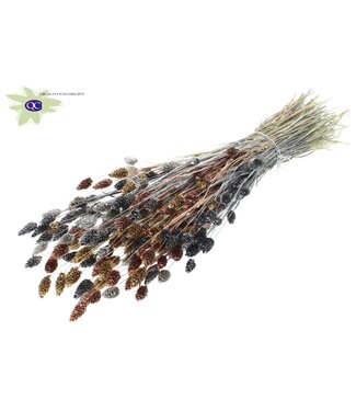 QC Metallic dried Canary Grass mixed colours "Marble Mix" | Phalaris dried flowers | Length 60 centimetres | Per 6 bunches