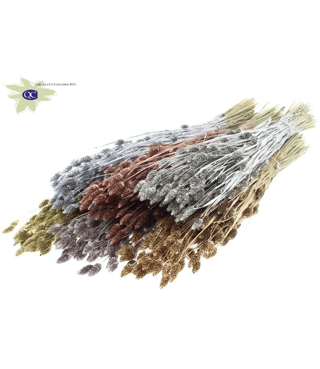 Metallic dried Canary Grass mixed colours | Phalaris dried flowers | Length 60 centimetres | Order per 20 bunches