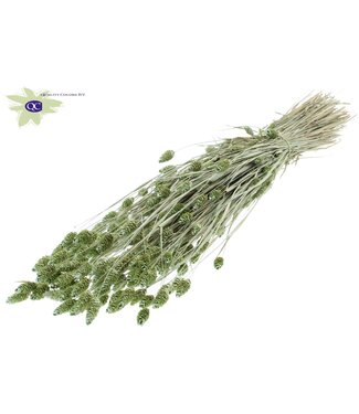 QC Perlmuttgrünes getrocknetes Kanariengras | Phalaris Trockenblumen | Länge 60 Zentimeter | Pro 6 Sträuße