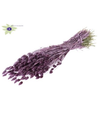 QC Metallic rose canary grass | Phalaris dry flowers | Length 60 centimetres | Per 6 bunches