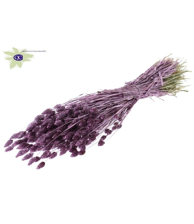 Metallic rose canary grass | Phalaris dried flowers | Length 60 centimetres | Order per 6 bunches