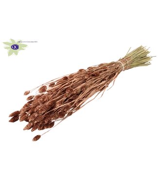 QC Copper-coloured dried canary grass | Phalaris dry flowers | Length 60 centimetres | Per 6 bunches