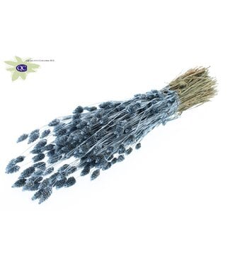 QC Metallic blue dried Canary grass | Phalaris dry flowers | Length 60 centimetres | Per 6 bunches