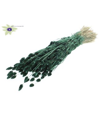 QC Pearl green dried canary grass | Phalaris dry flowers | Length 60 centimetres | Per 6 bunches