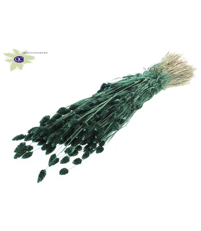 Pearl green dried canary grass | Phalaris dry flowers | Length 60 centimetres | Order per 6 bunches