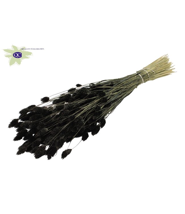 Black dried canary grass | Phalaris dry flowers | Length 60 centimetres | Order per 20 bunches