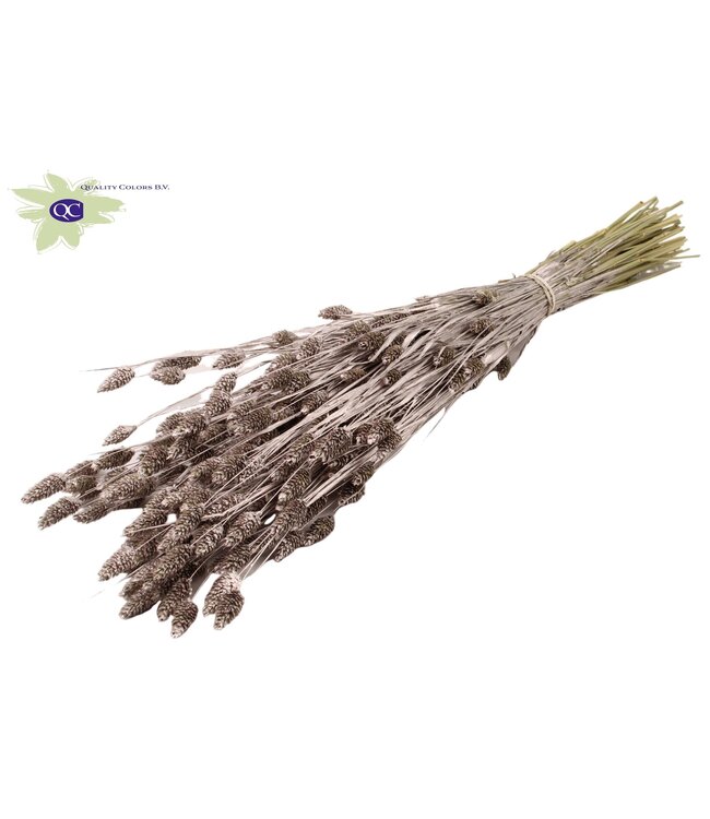 Champagne-coloured dried Canary Grass | Phalaris dried flowers | Length 60 centimetres | Order per 6 bunches