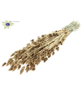 QC Antique gold coloured dried Canary Grass with glitter | Phalaris dried flowers | Length 60 centimetres | Per 6 bunches