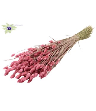 QC Mat roze gedroogd Kanariegras | Phalaris droogbloemen | Lengte 60 centimeter | Per 6 bossen