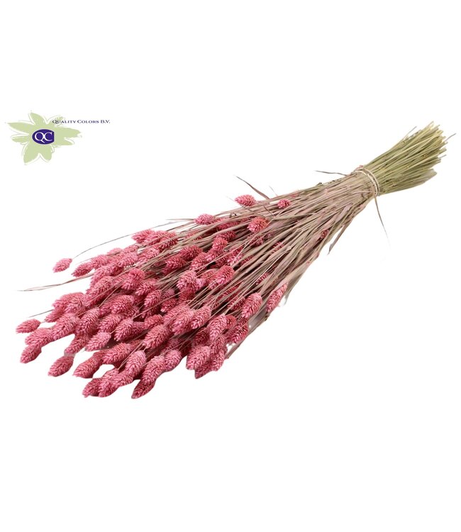 Mat rose coloured dried Canary grass | Phalaris dry flowers | Length 60 centimetres | Order per 6 bunches