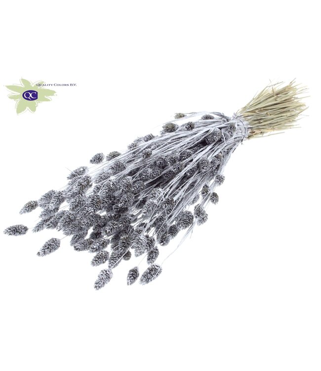 Silver-coloured dried Canary Grass with glitter | Phalaris dried flowers | Length 60 centimetres | Order per 6 bunches