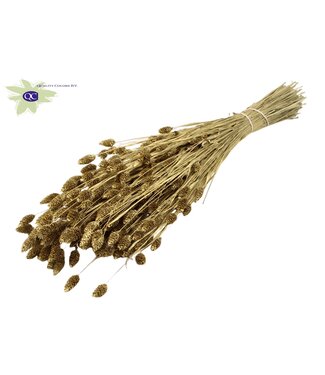 QC Golden dried Canary Grass | Phalaris dry flowers | Length 60 centimetres | Per 6 bunches