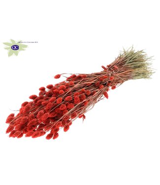 QC Coral-coloured dried canary grass | Phalaris dry flowers | Length 60 centimetres | Per 20 bunches