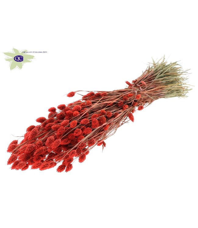 Coral-coloured dried canary grass | Phalaris dry flowers | Length 60 centimetres | Order per 20 bunches