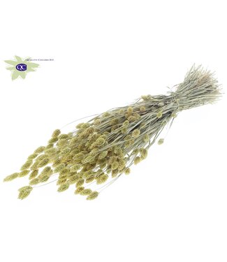 QC Matt light yellow dried Canary grass | Phalaris dry flowers | Length 60 centimetres | Per 20 bunches