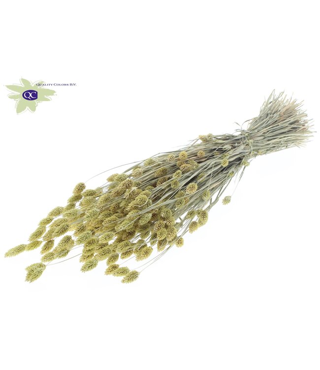 Matt light yellow dried canary grass | Phalaris dry flowers | Length 60 centimetres | Order per 20 bunches