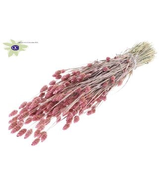 QC Parel roze gedroogd Kanariegras | Phalaris droogbloemen | Lengte 60 centimeter | Per 6 bossen