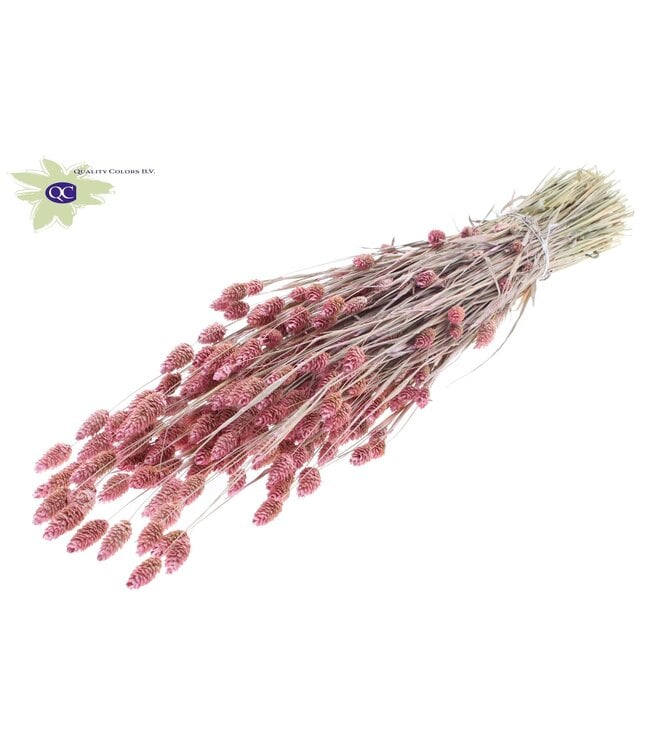 Parel roze gedroogd Kanariegras | Phalaris droogbloemen | Lengte 60 centimeter | Per 6 bossen te bestellen