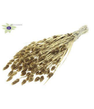 QC Gold-coloured dried Canary Grass with glitter | Phalaris dried flowers | Length 60 cm | Per 6 bunches