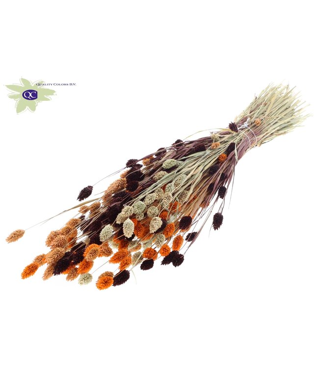 Dried Canary Grass mixed colours III | Phalaris dried flowers | Length 60 centimetres | Order per 6 bunches