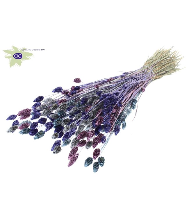 Metaalkleurig gedroogd Kanariegras gemengde kleuren "Galaxy Mix" | Phalaris droogbloemen | Lengte 60 centimeter | Per 6 bossen te bestellen